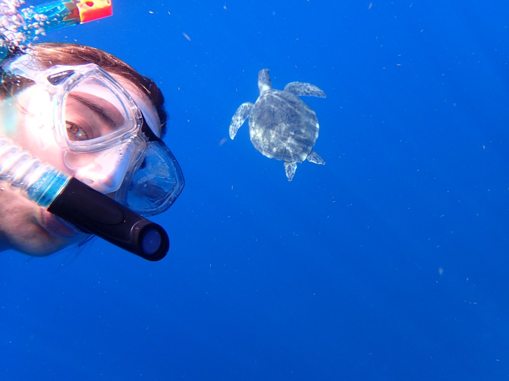 Tortue Marine en Guadeloupe